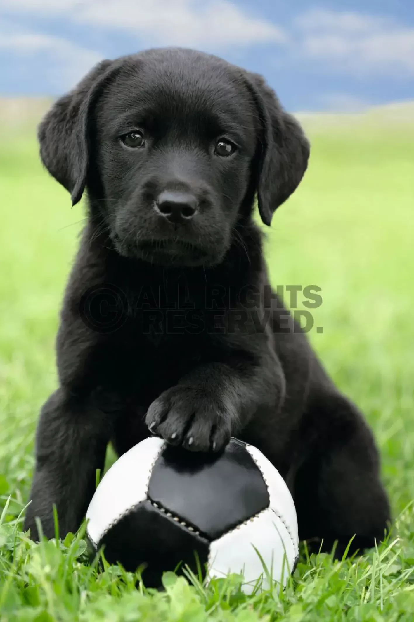 NANU-NANA Poster Dog - Labrador Football, Nr. 65 Best