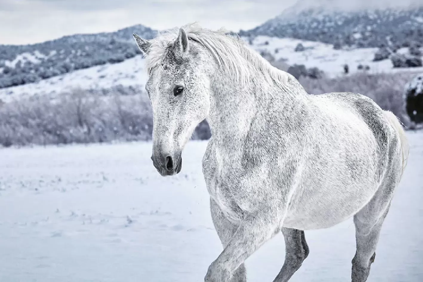 NANU-NANA Poster White Horse In Snow, Nr. 169 Discount