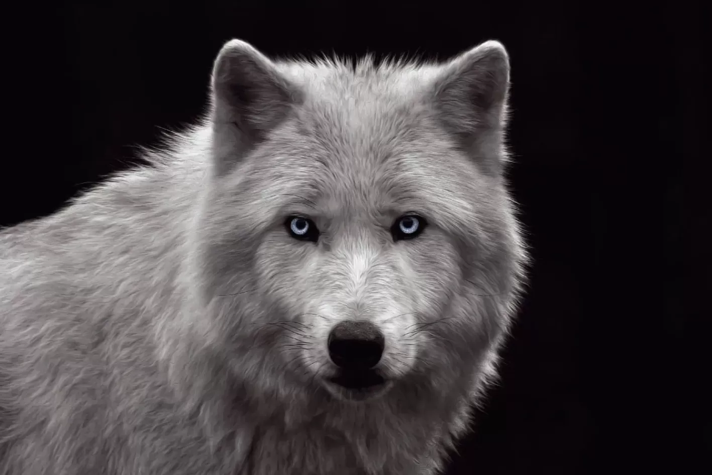 NANU-NANA Poster White Wolf - Blue Eyes, Nr. 93 New